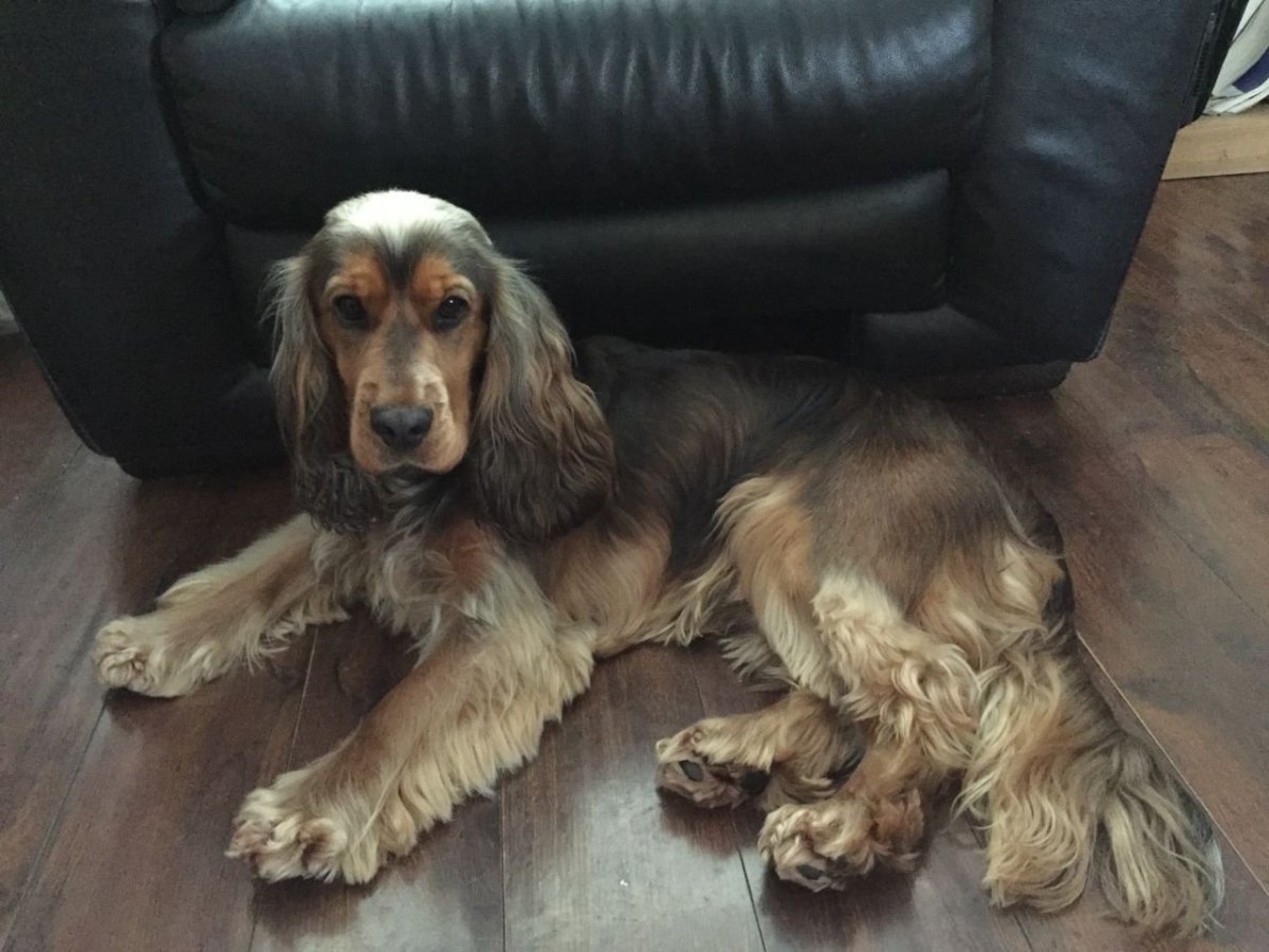 Английский кокер спаниель соболиный окрас