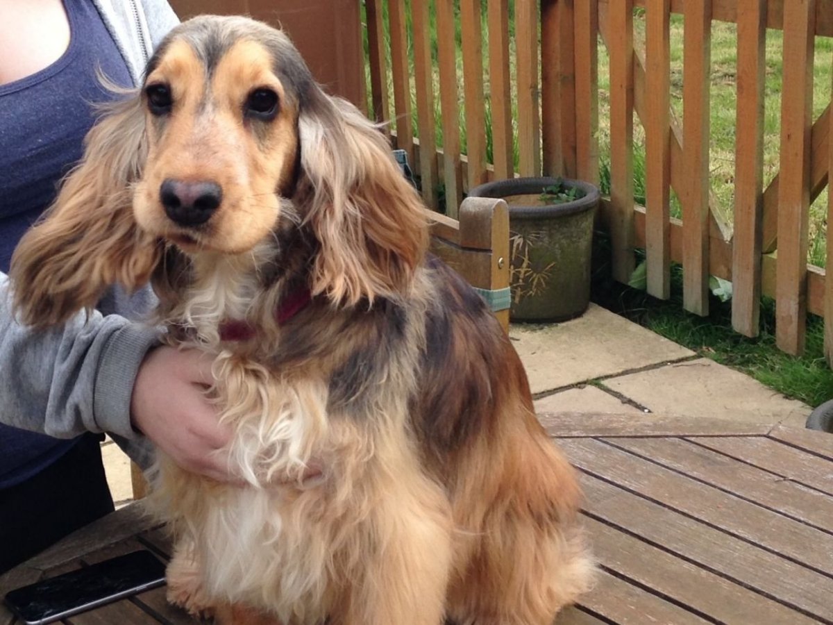 Английский спаниель соболиный