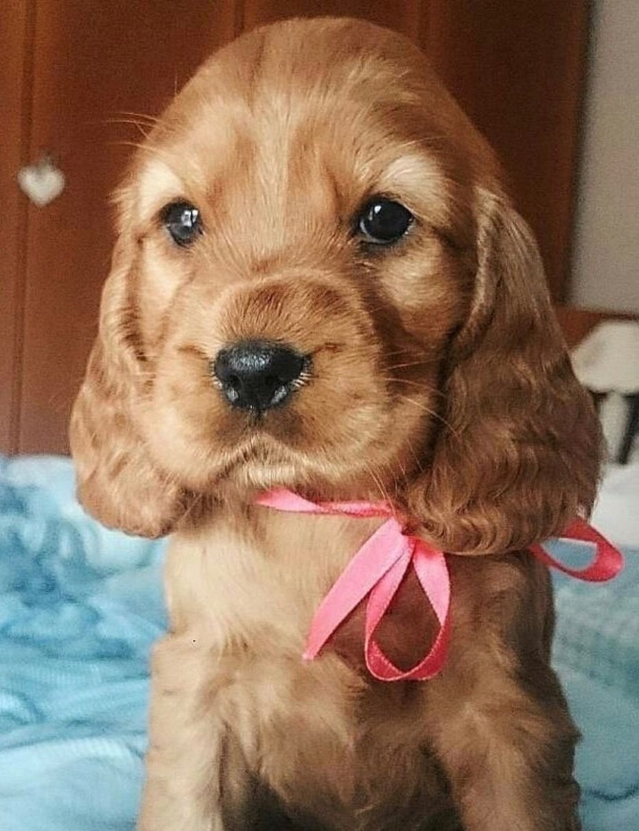 Щенок спаниеля