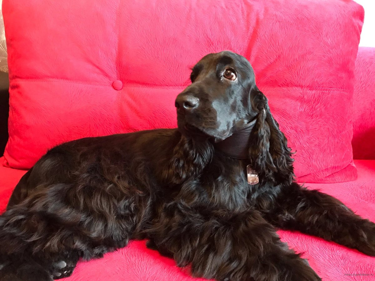 Английский кокер-спаниель