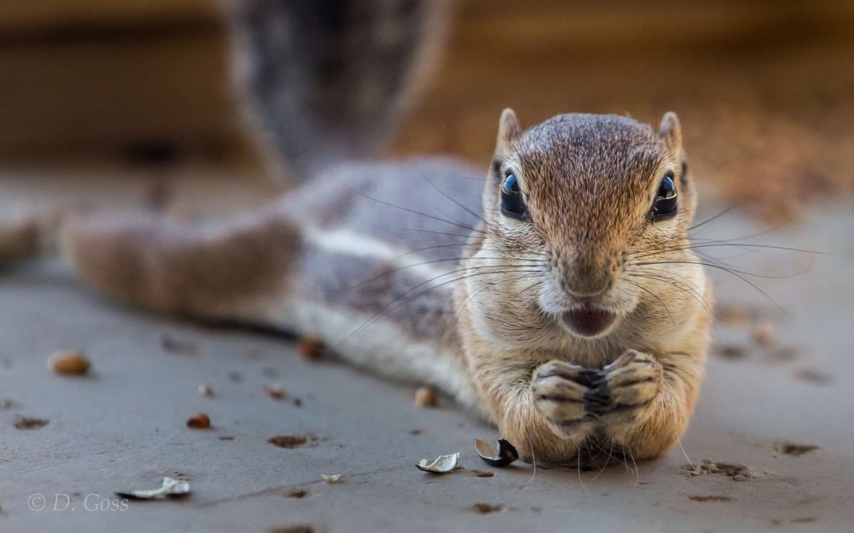 Веселый бурундук