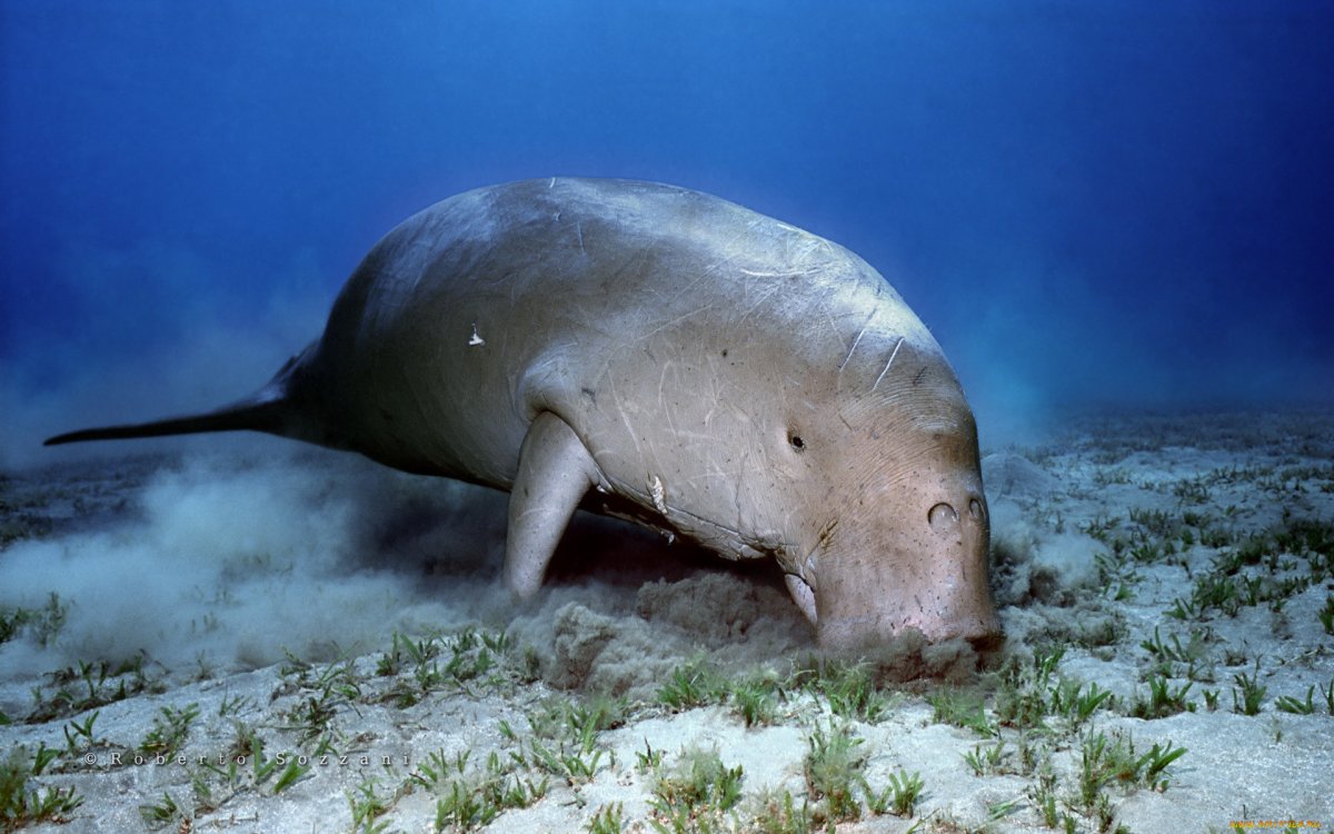 Ламантин морская корова