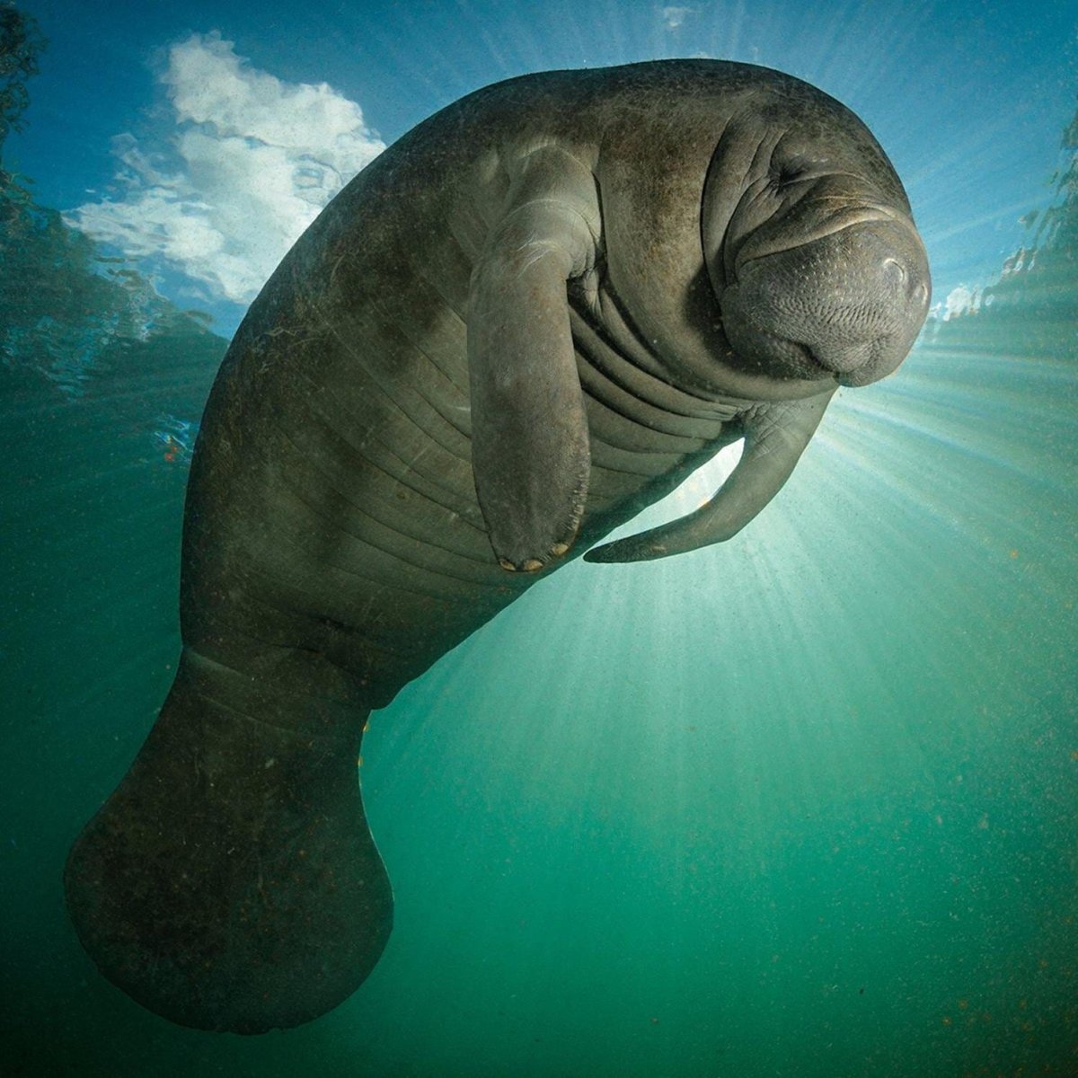 Морская корова Стеллера