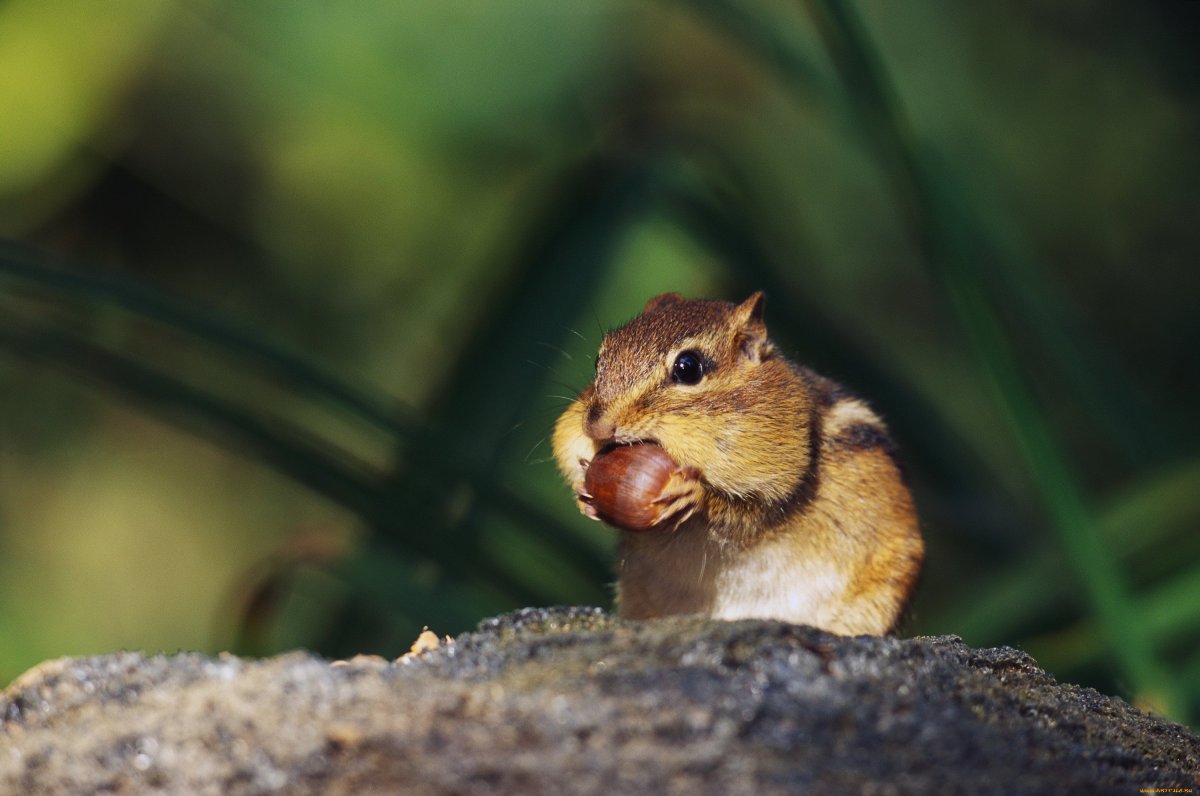 Бурундук и белка