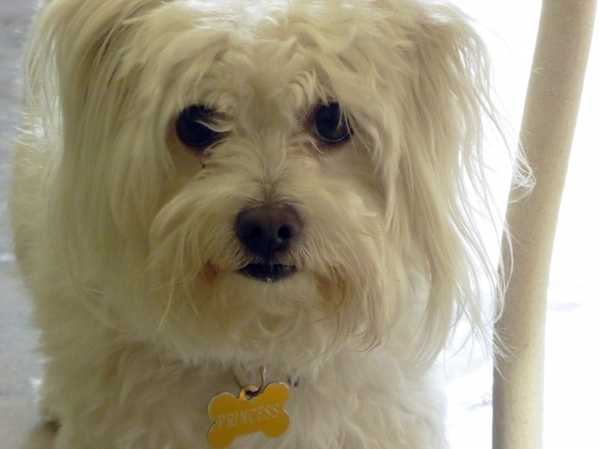 Собачка с челкой