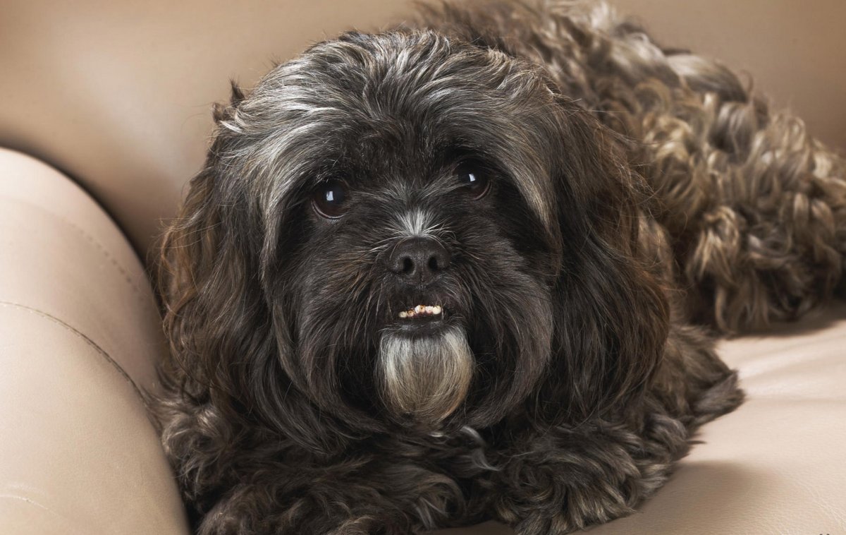 Ши-тцу собака черная