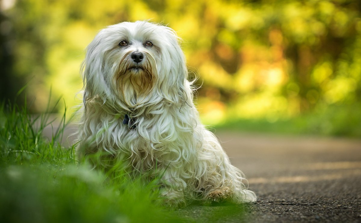 Гаванский Бишон хаванез