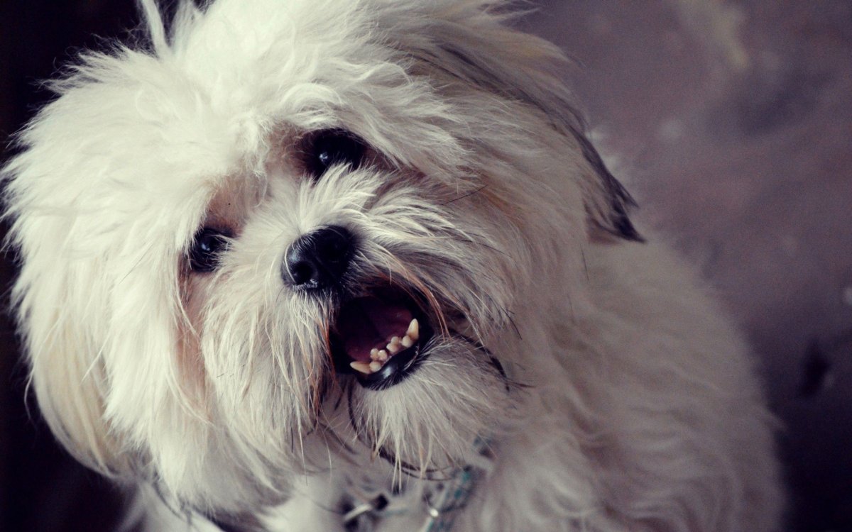 Порода собак ши-тцу