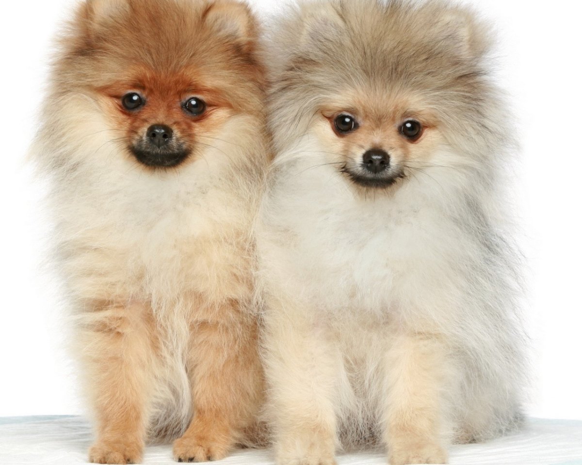 Немецкий шпиц