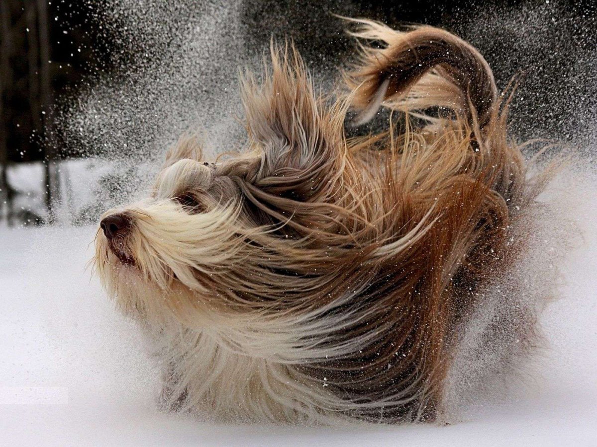 Йоркширский терьер и колли