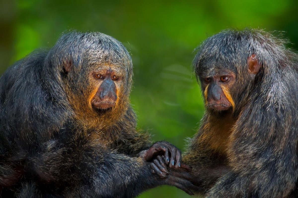 Monkeys holding hands