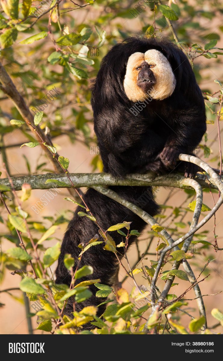 Бледный Саки