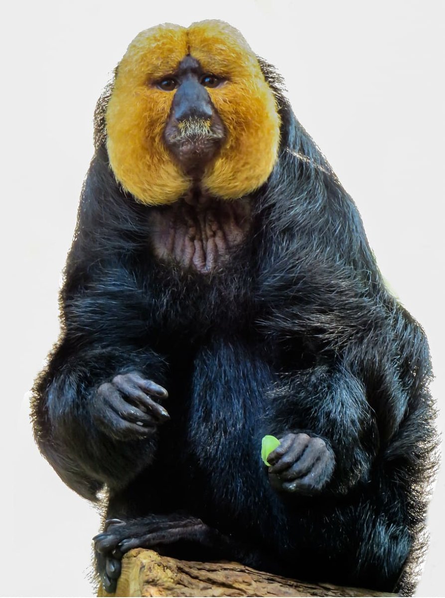 Обезьяны блох друг у друга