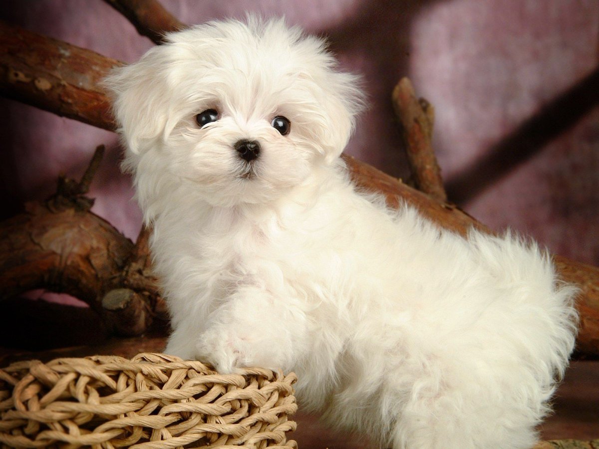 Мальтийская болонка Teacup