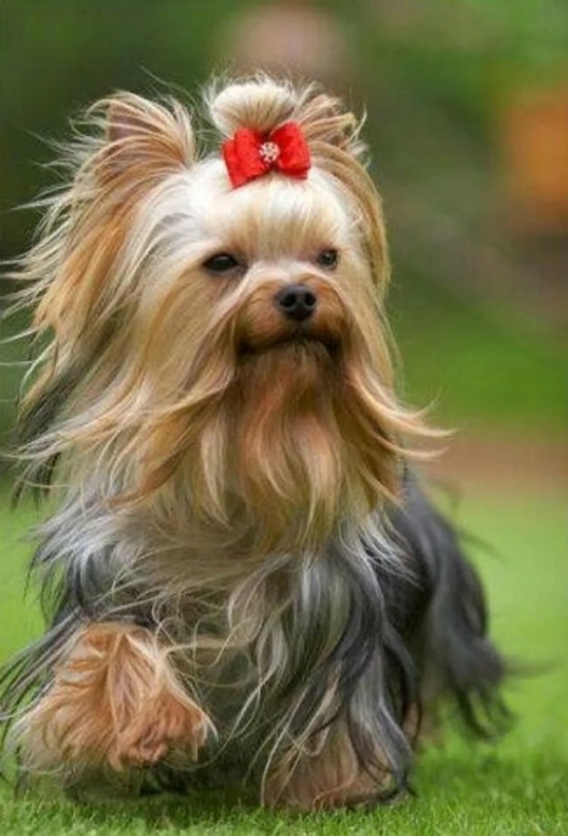 Чистокровный Йоркширский терьер