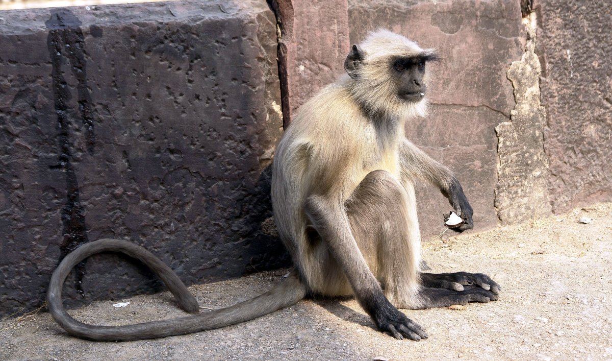 Лангур обезьяна Индия