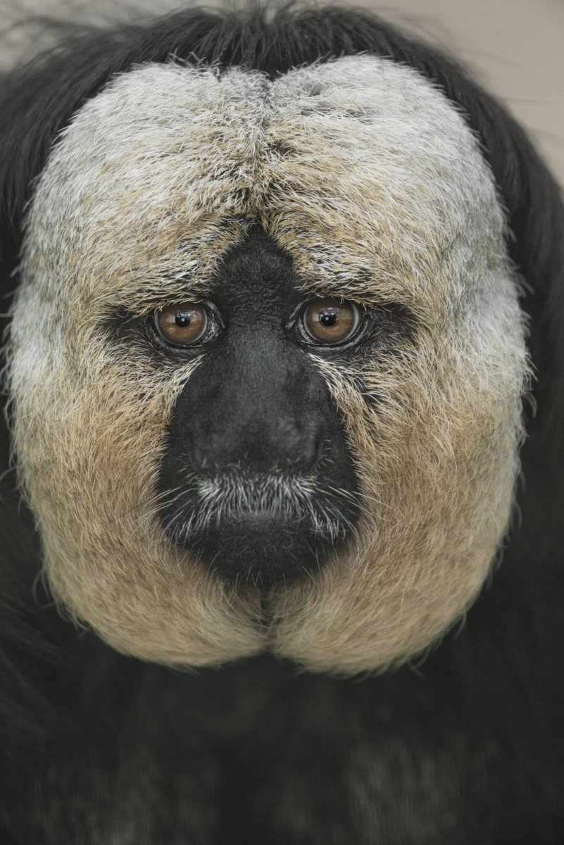 Широконосые приматы