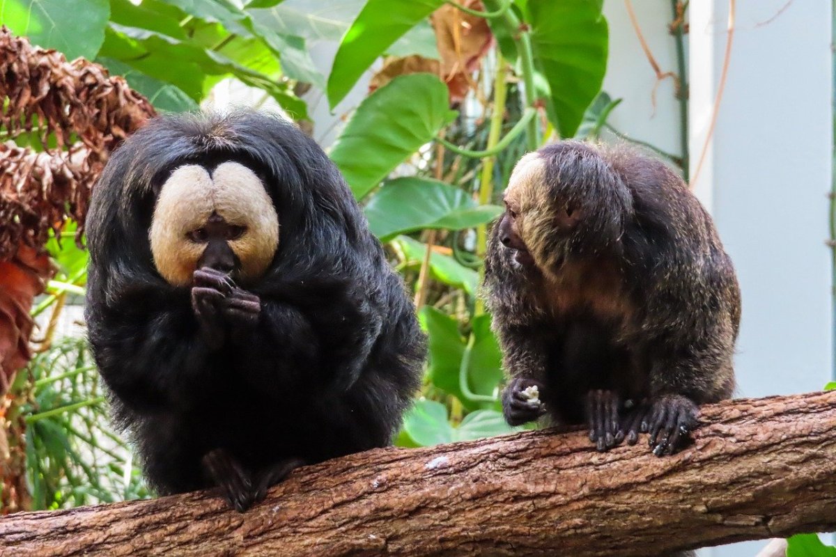 Саковые обезьяны