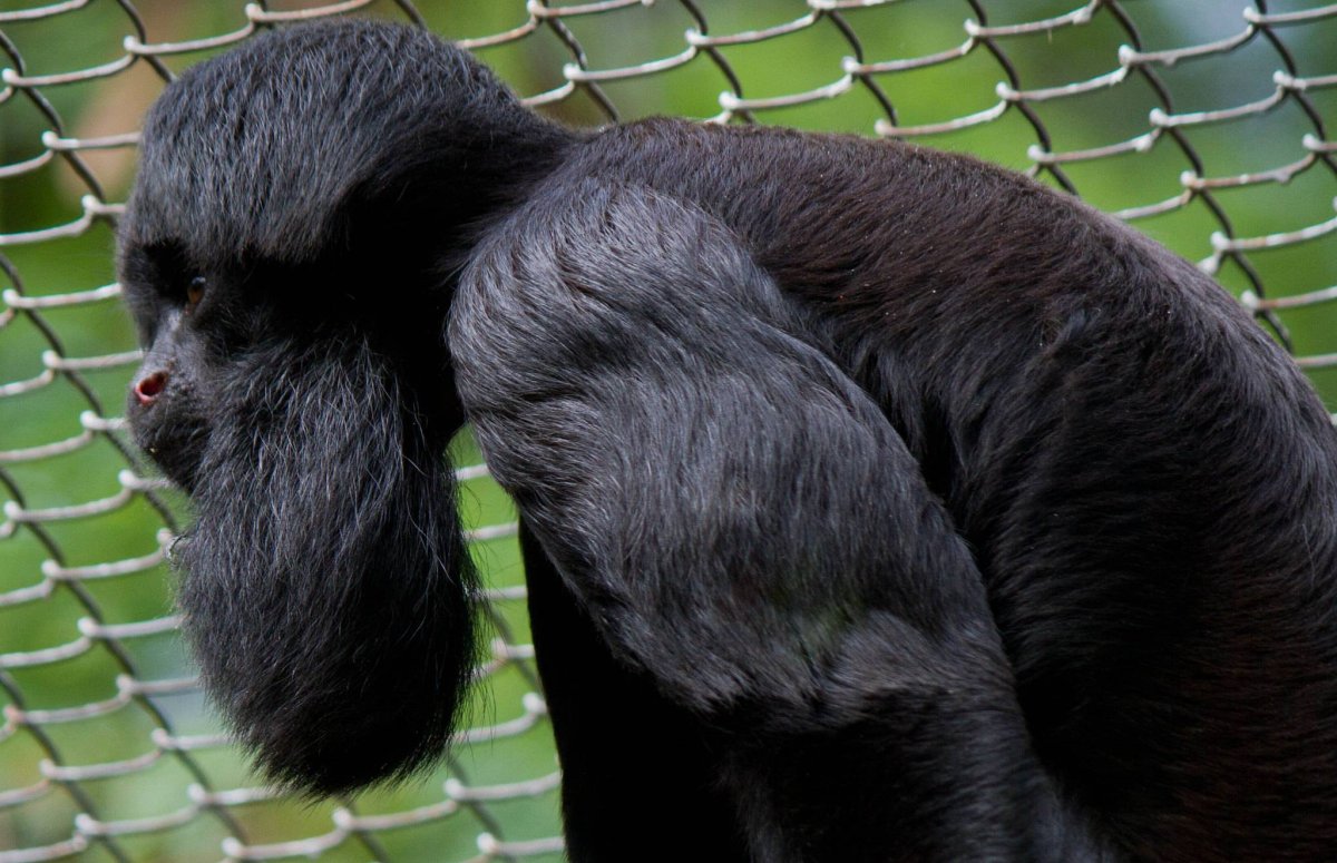 Черноспинный Саки обезьяна