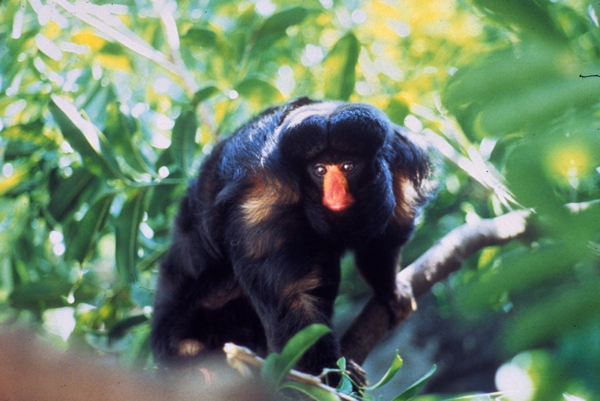 Chiropotes albinasus