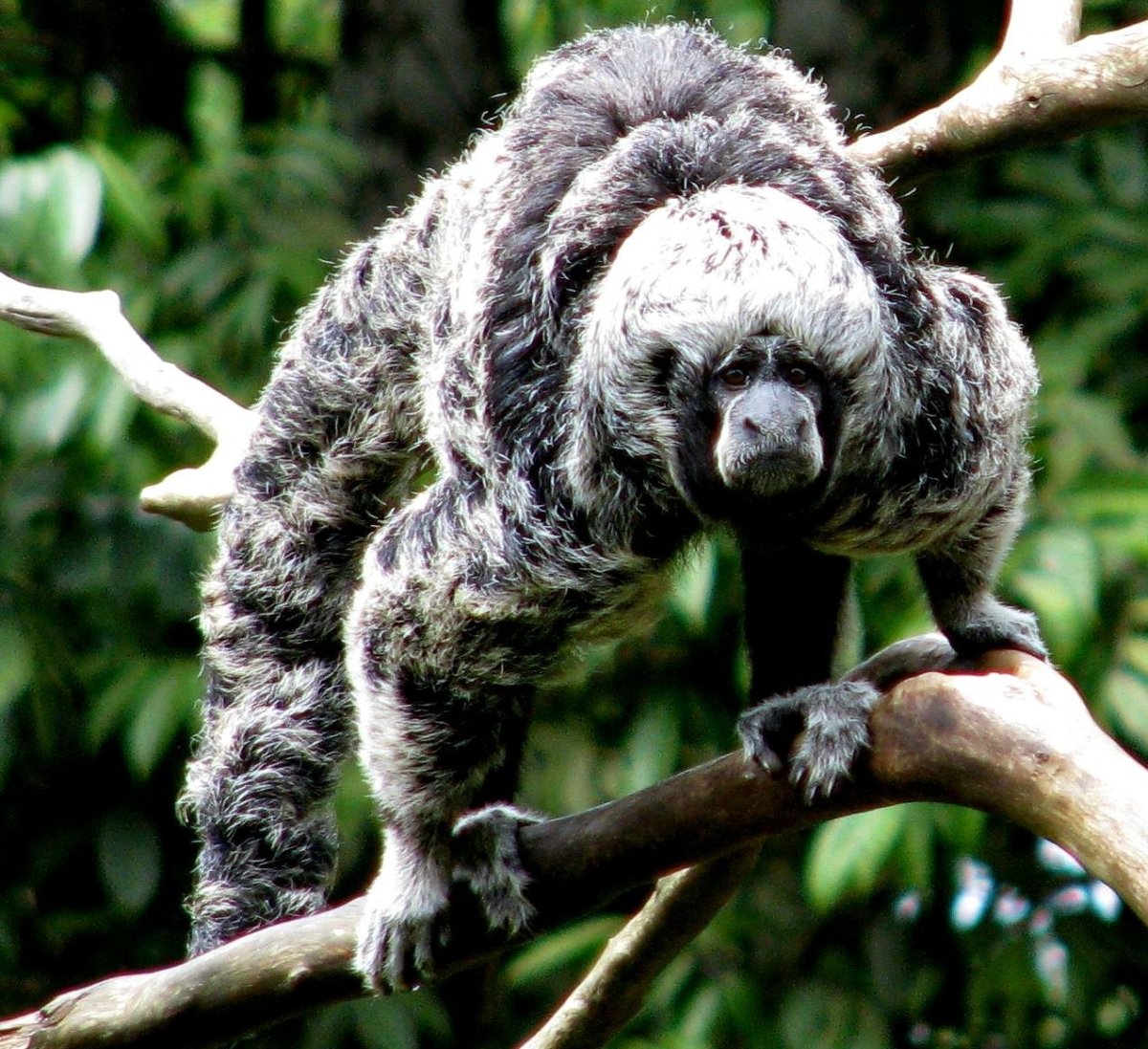 Бразилия Южная Америка животные