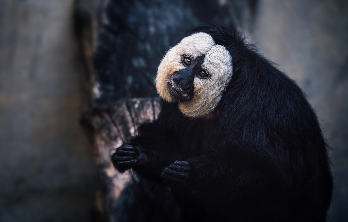 Белолицый Саки