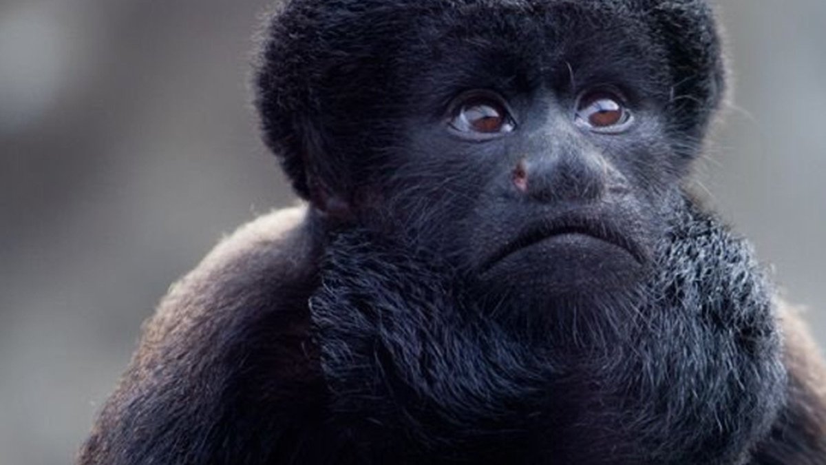 Черноспинный Саки