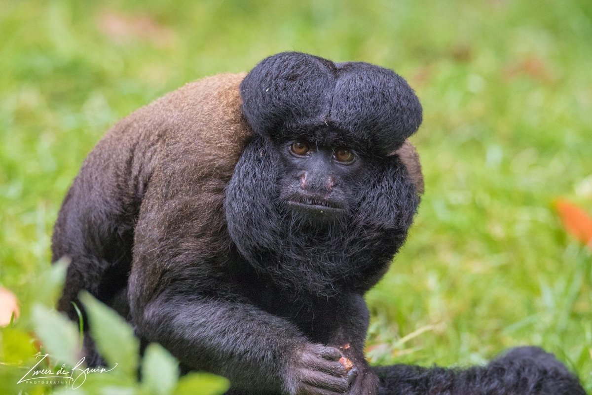 Бледный Саки Pithecia Pithecia