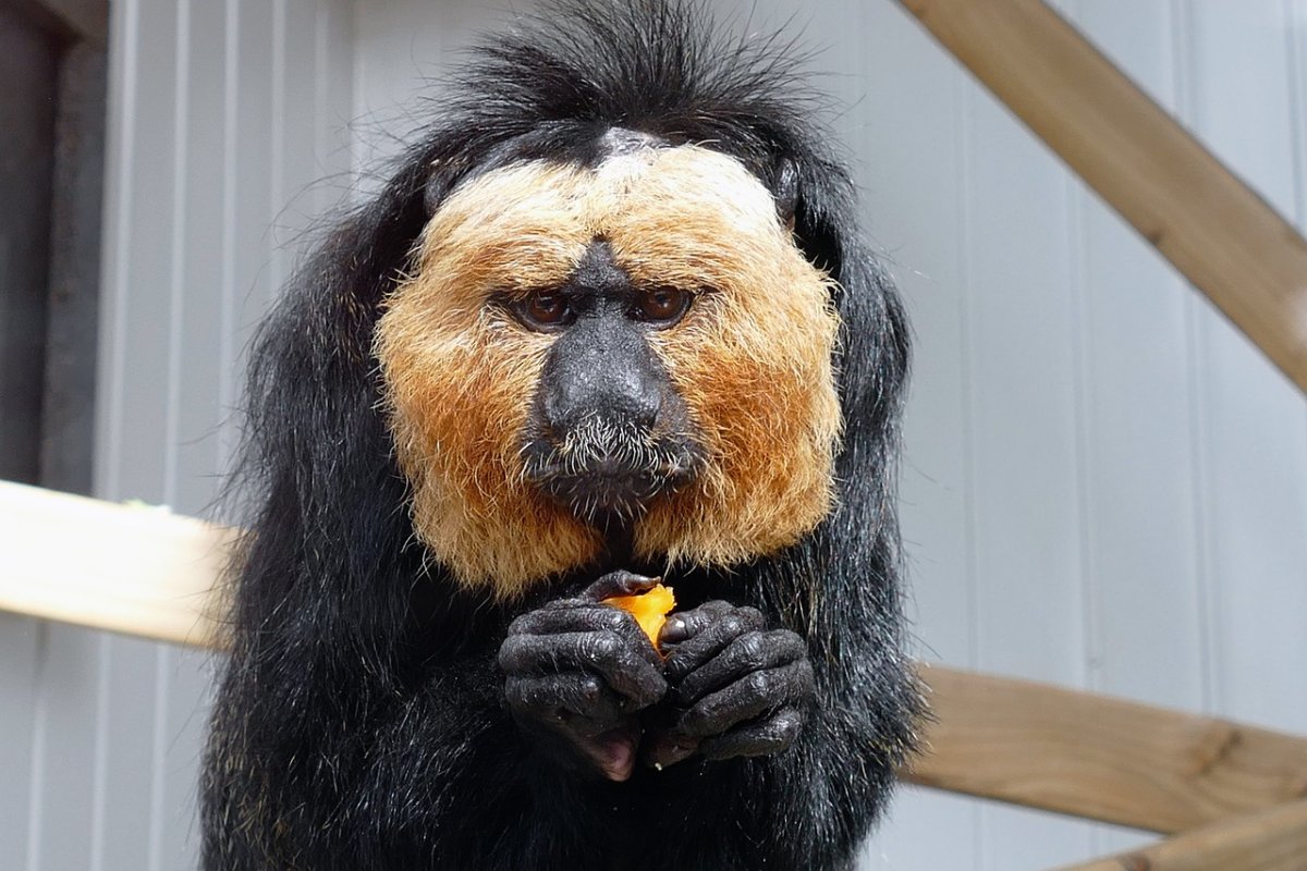 Саки примат