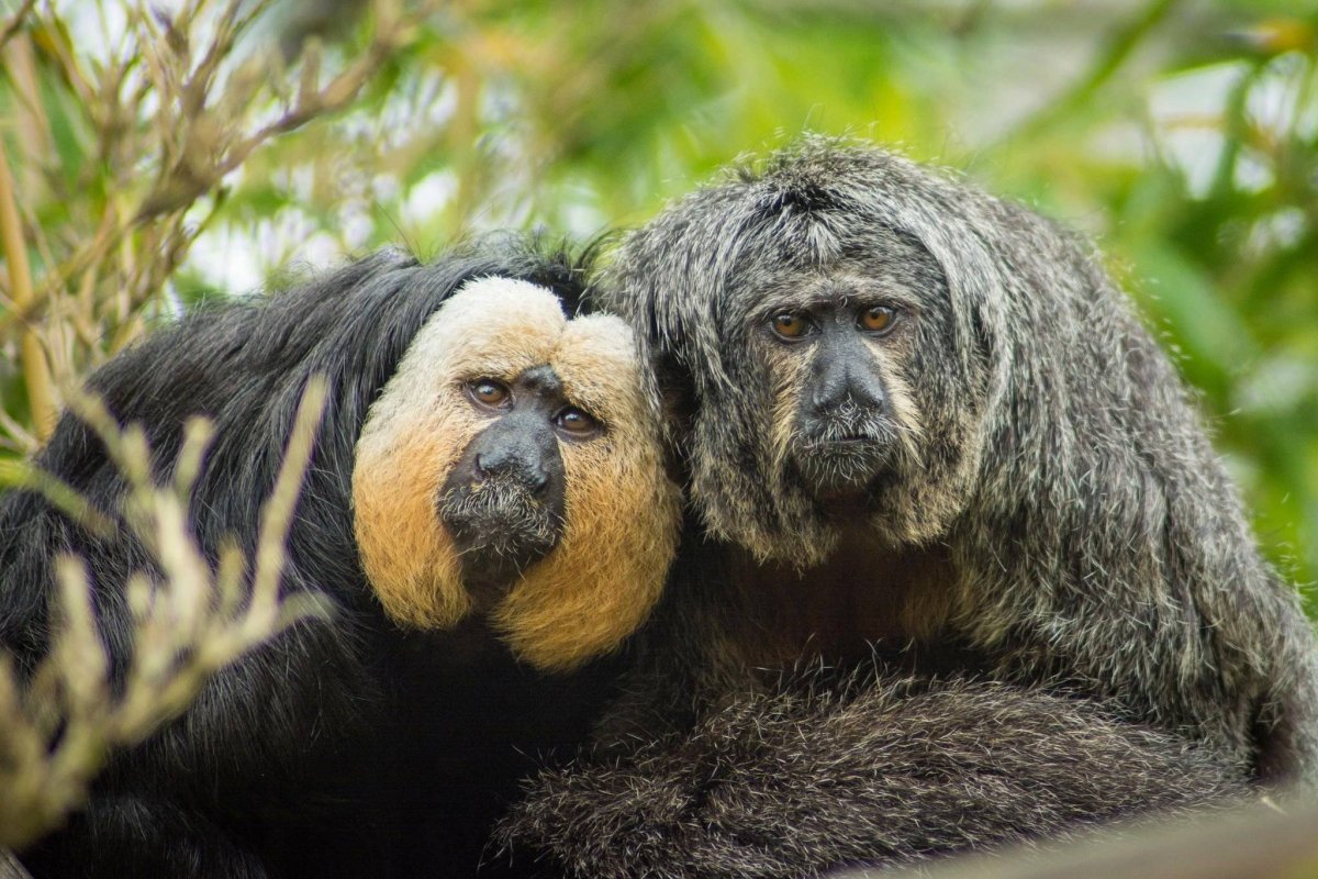 Саки-монах (Pithecia monachus)