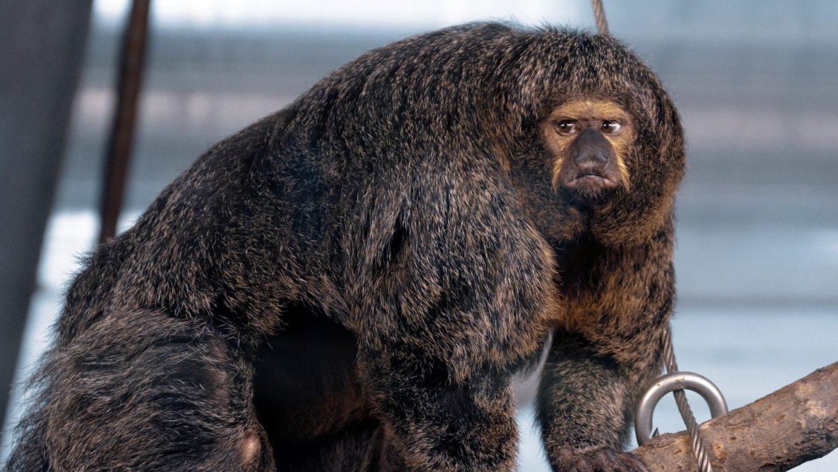 Мускулистая обезьяна