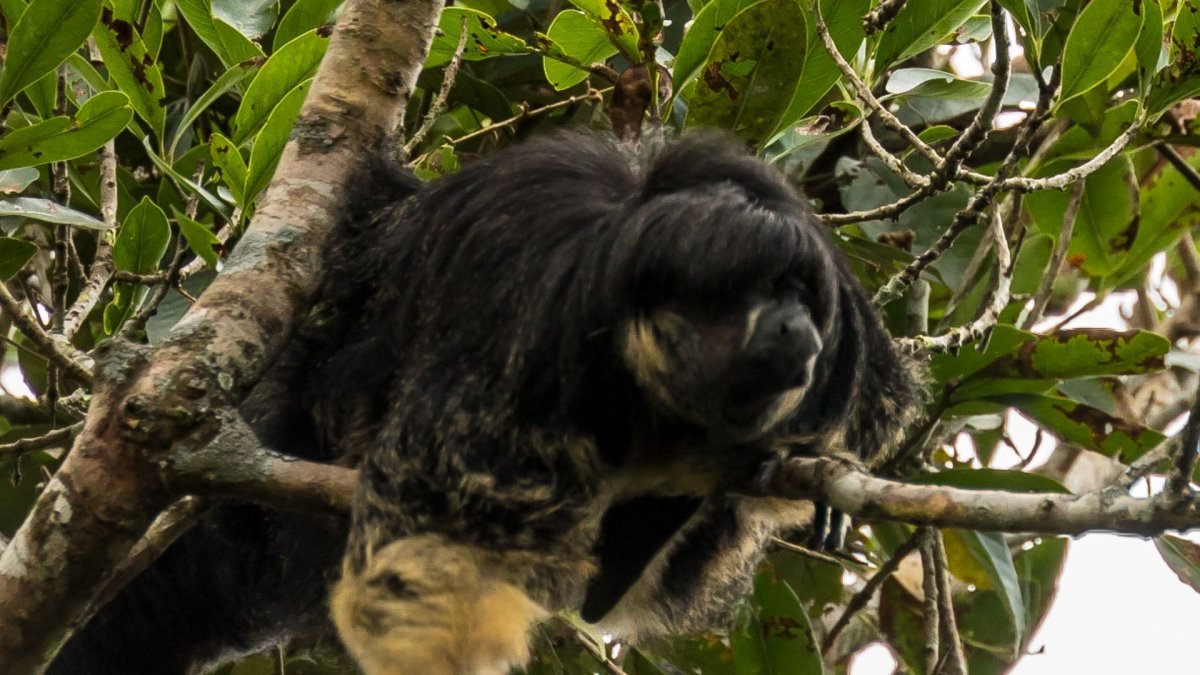 Nat geo Wild обезьяны