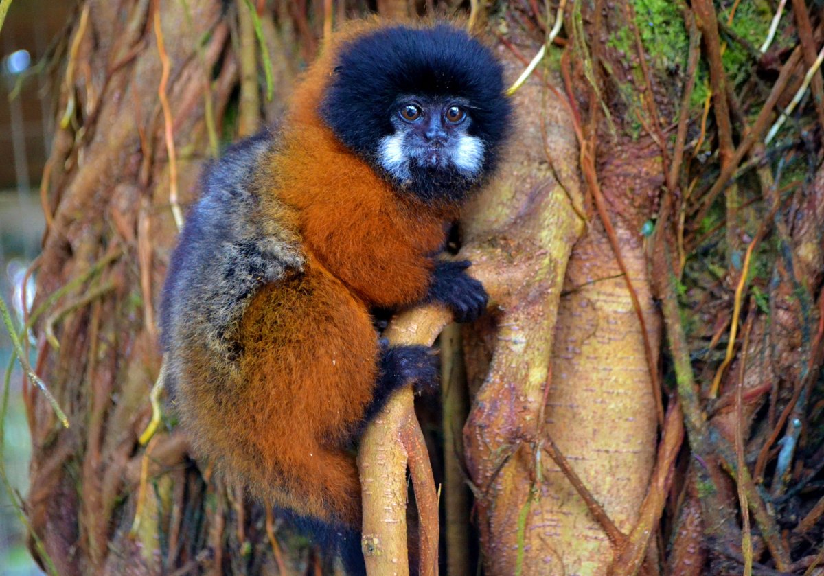 Белолицый Саки