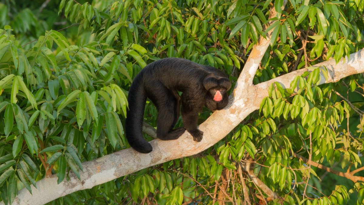 Chiropotes albinasus