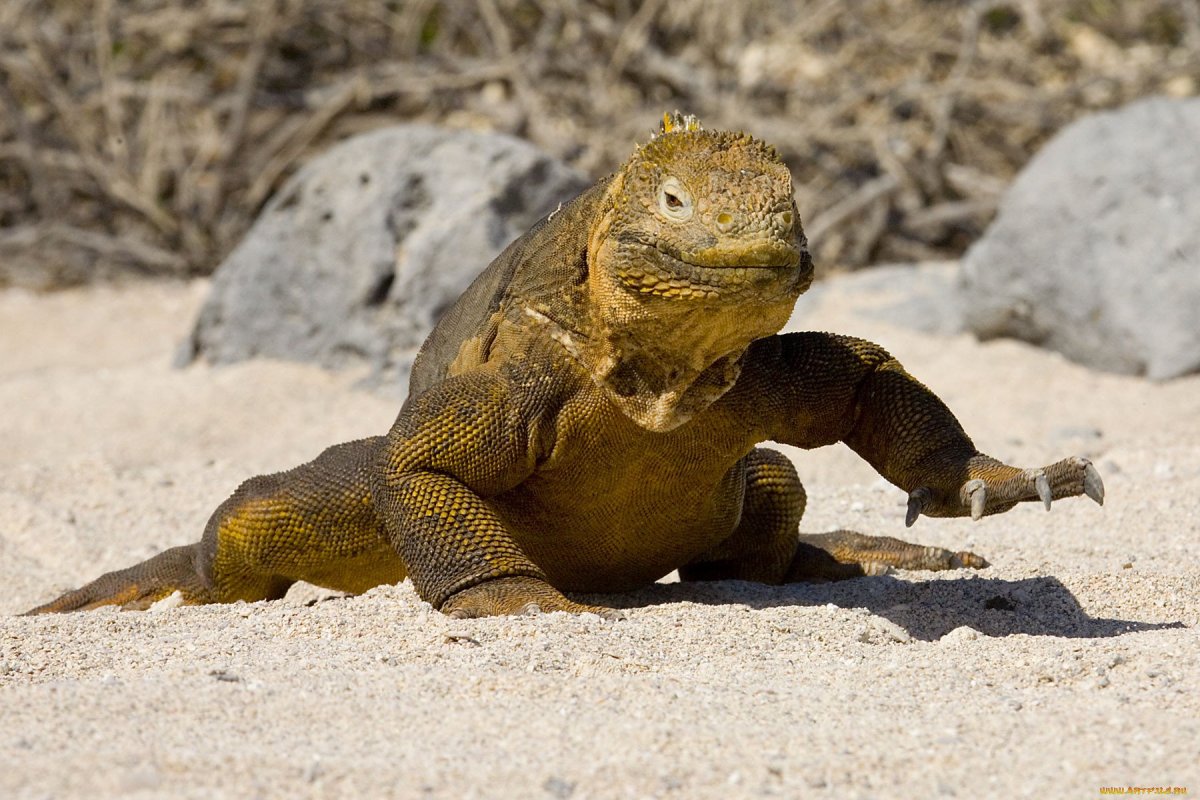 Галапагосские острова вараны