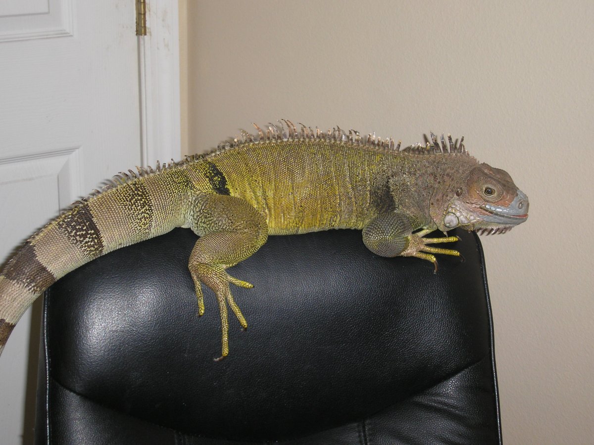 Игуана 1.5 метра