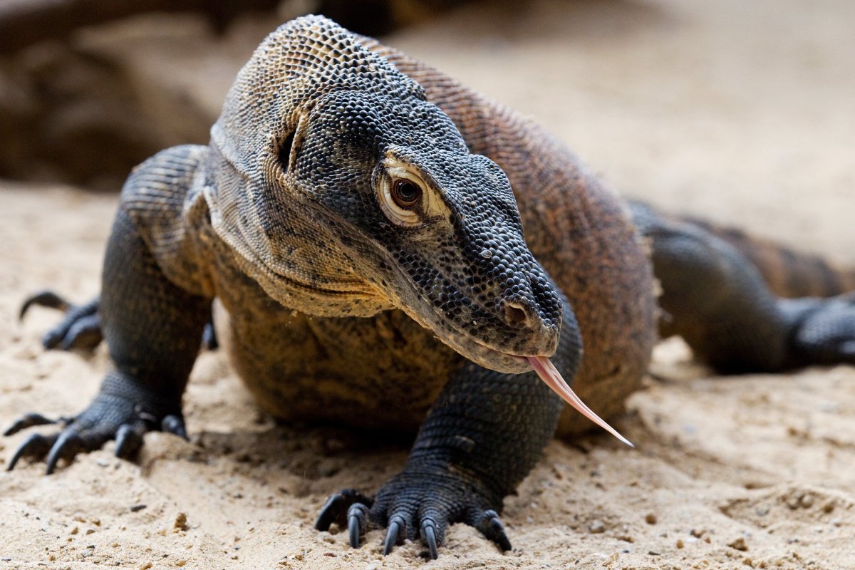Комодский Варан домашний