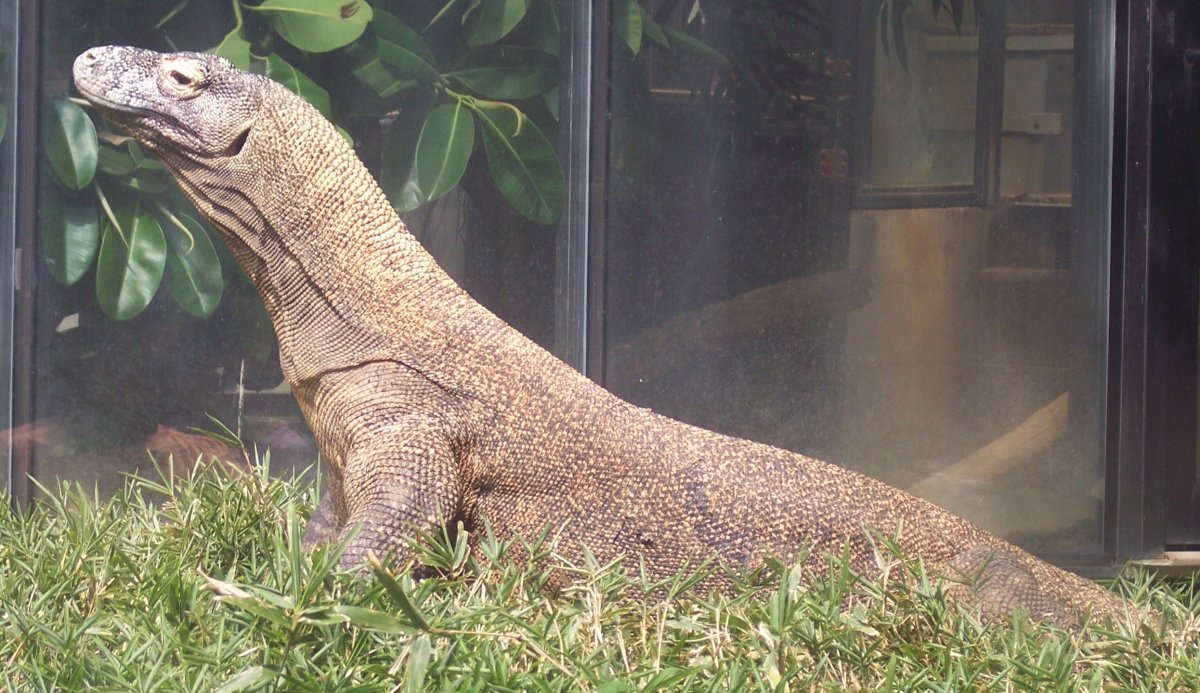 Капский Варан