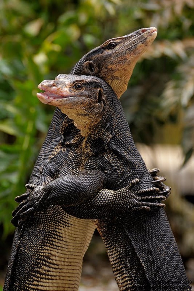 Комодский Варан вараны