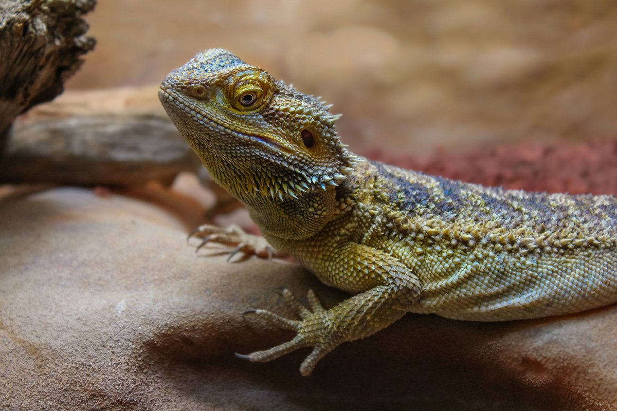 Смарагдовый Варан