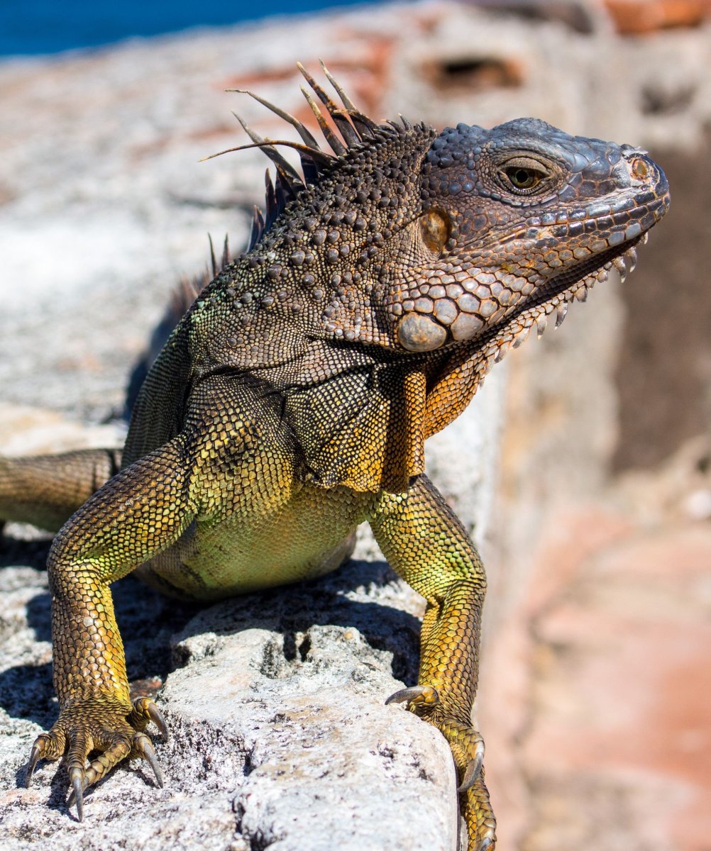 Жабовидная игуана