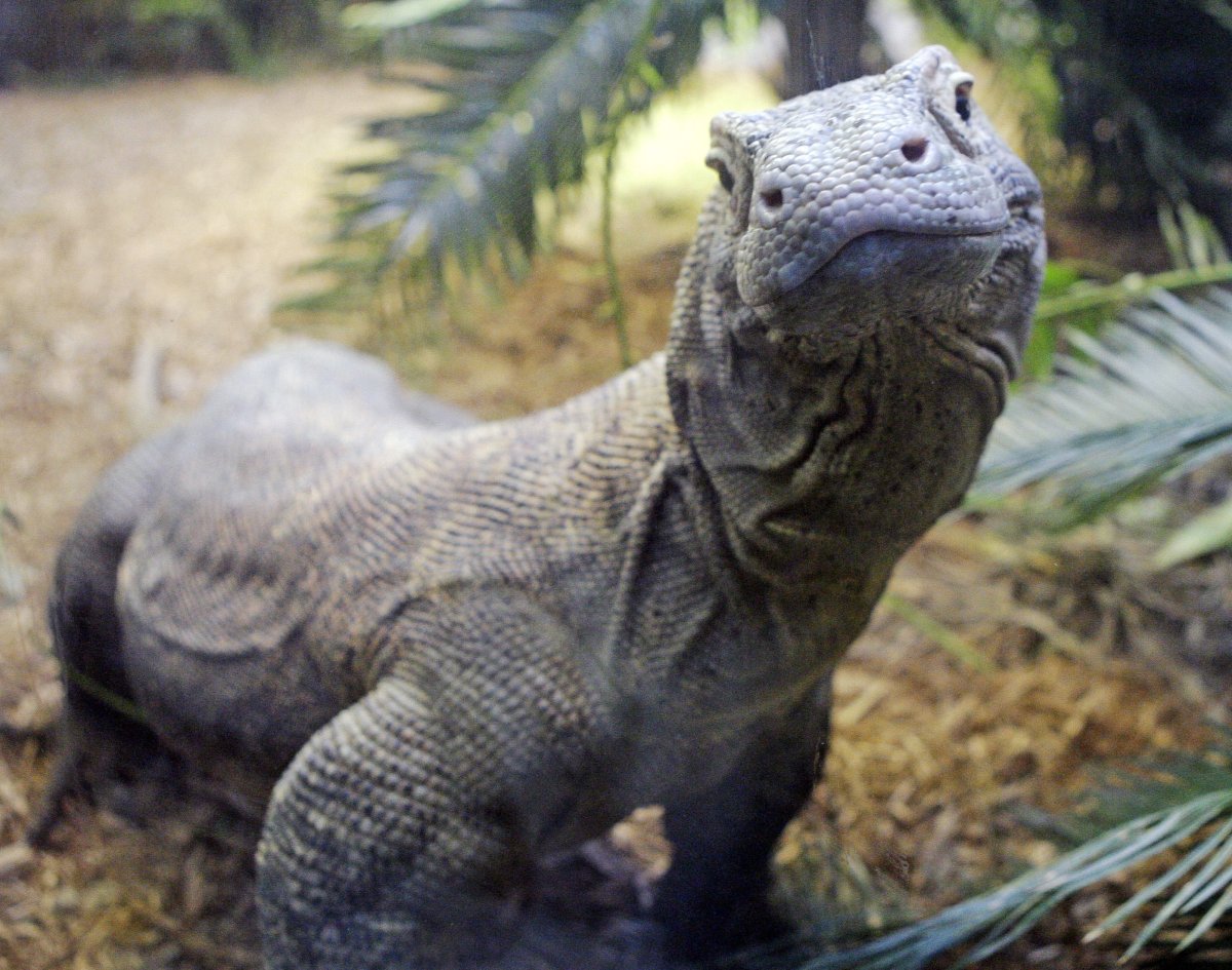 Комодский Варан домашний