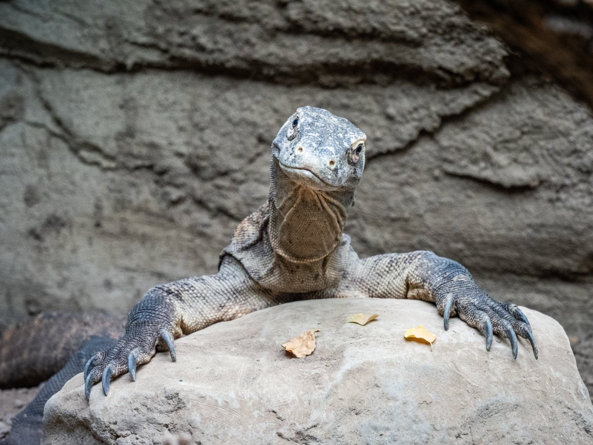 Кармадонский Варан