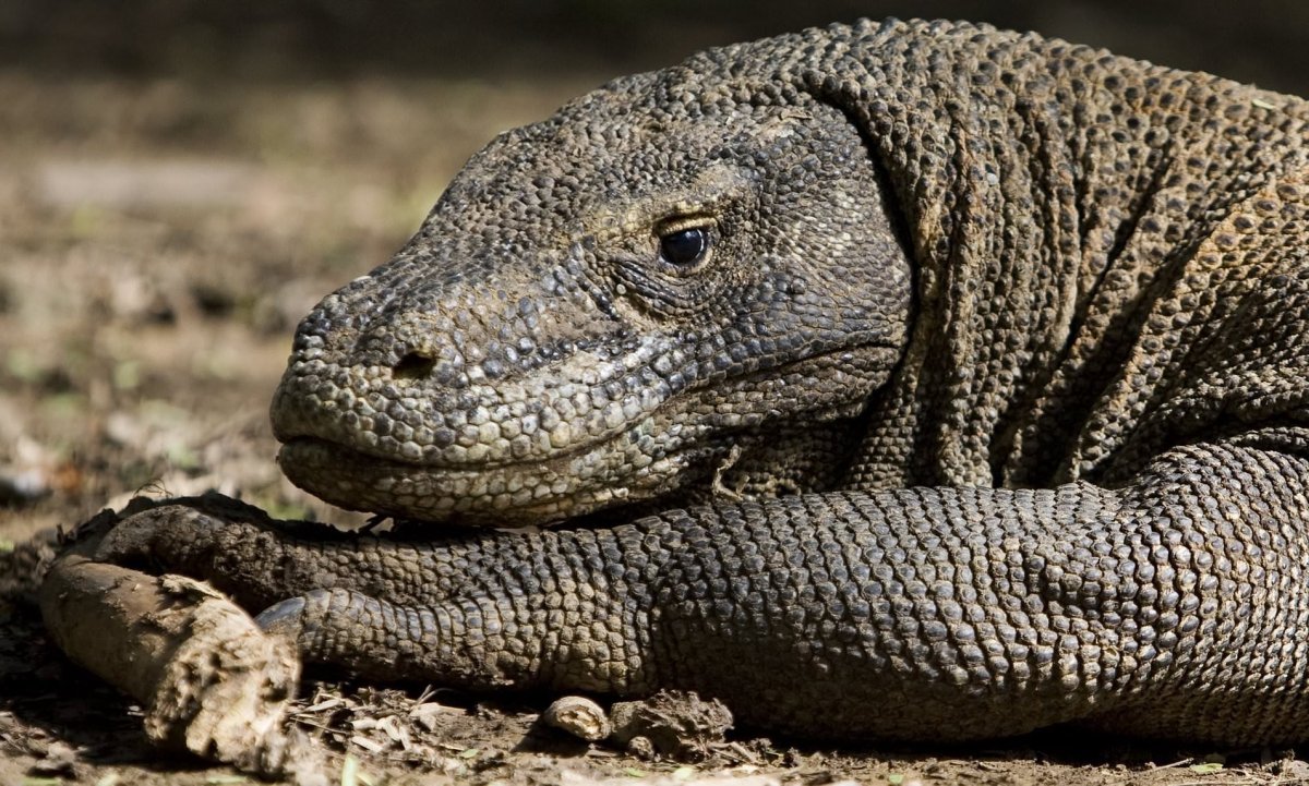 Комодский Варан зубы