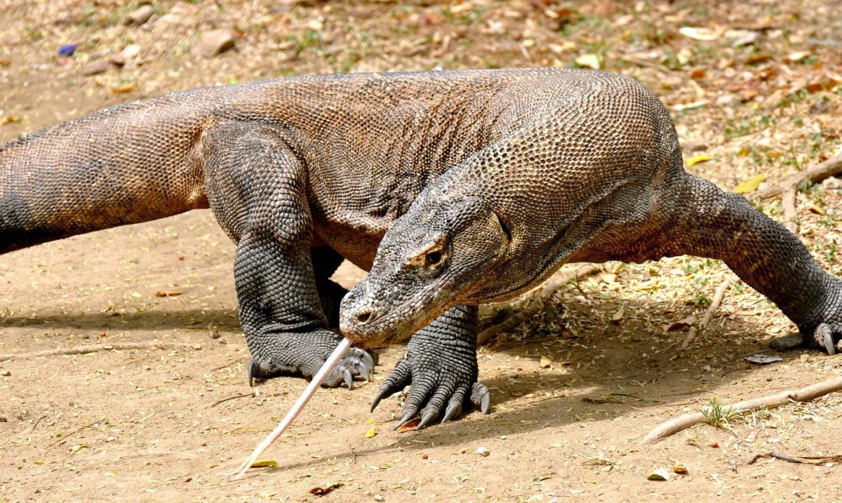 Комодский Варан
