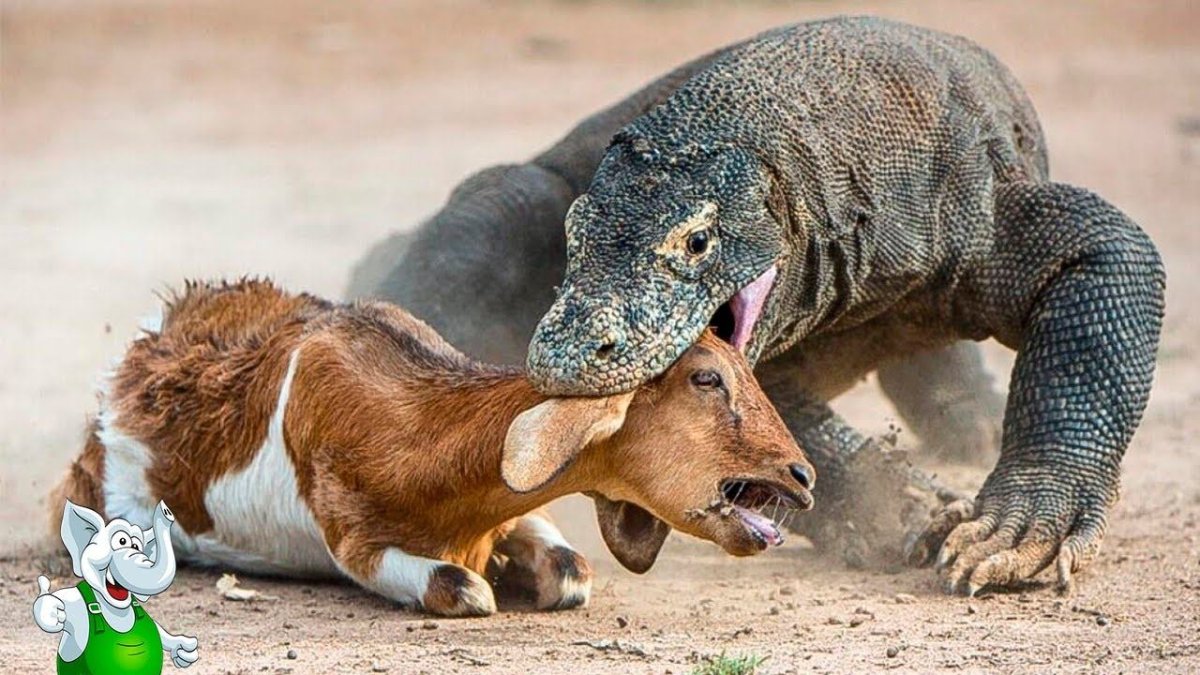 Комодский Варан против