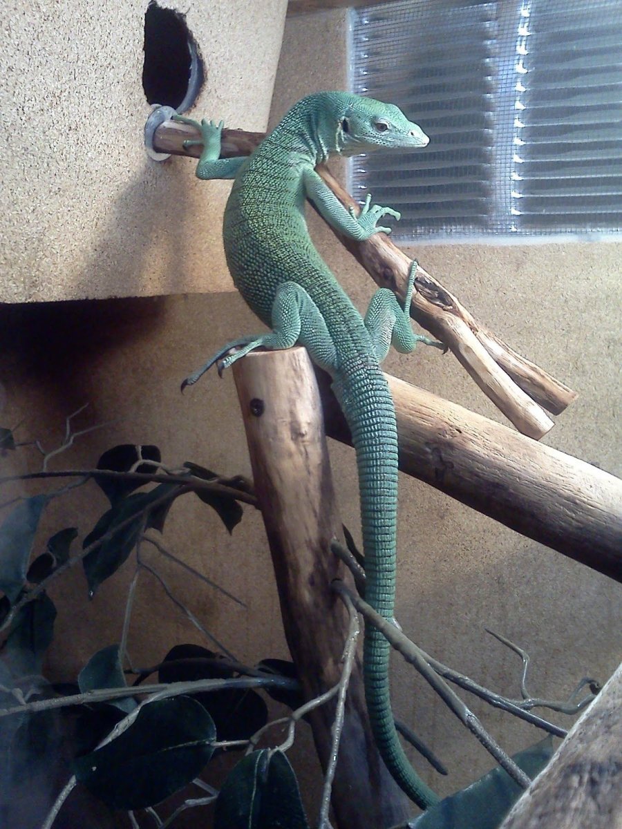Green Tree Monitor Вики
