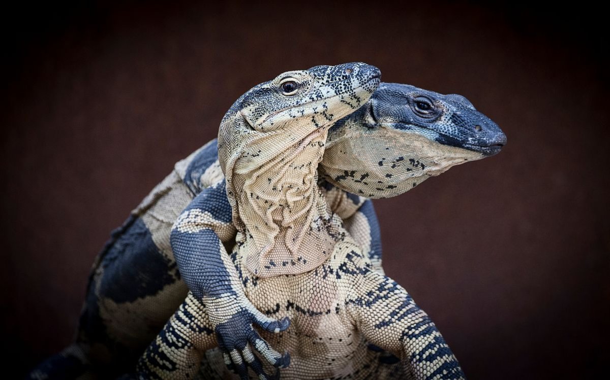 Капский Варан арт