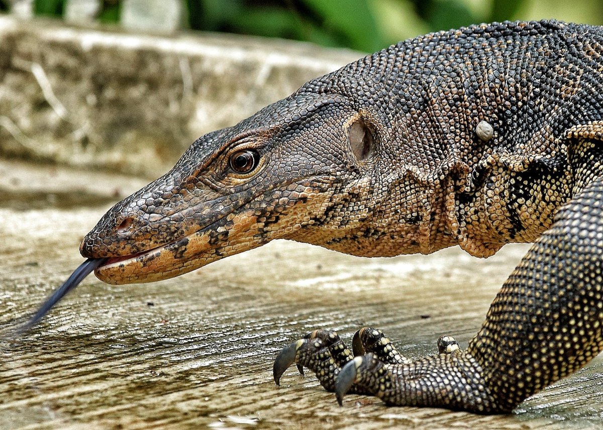 Варан Water Monitor