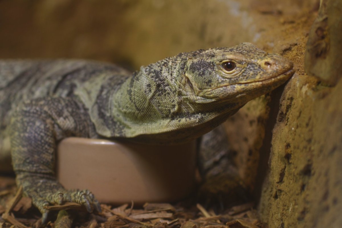 Капский Варан